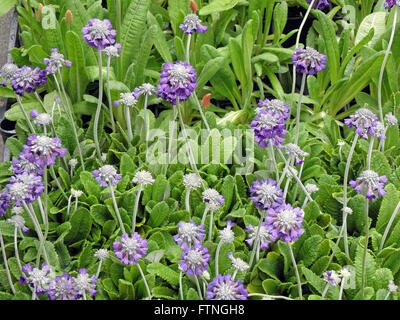 Arrangement de fleurs,Zagreb,Croatie,europe,jardinage,4 Banque D'Images