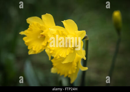 Close-up de jonquilles en fleurs. Banque D'Images