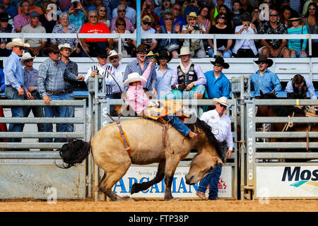 Le cow-boy à cheval Bucking Bronco Arcadia Rodeo, Florida, USA Banque D'Images