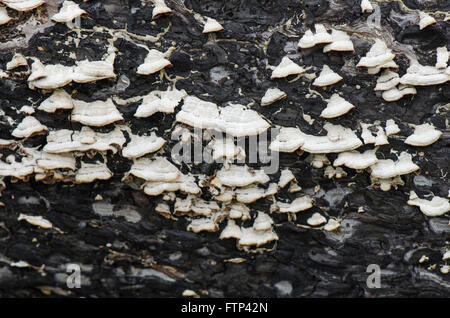 Le support ou la durée de champignons sur l'écorce des arbres morts brûlés. Banque D'Images