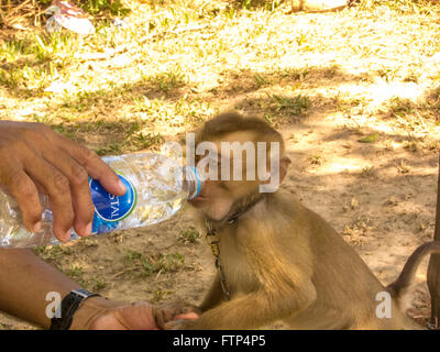 Singe sympathique en captivité est donné un verre d'eau par un homme. Koh Yao Yai en Thaïlande. Banque D'Images