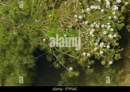 L'eau de bassin-crowfoot, Ranunculus peltatus, dans le ruisseau, Andalousie, espagne. Banque D'Images