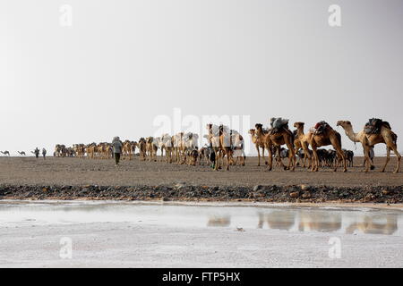 L'ÉTHIOPIE, DANAKIL-MARS 28 : conduire les éleveurs Afar dromadaire et donkey caravanes de Hamed Ale au lac Assale de charger des blocs de sel. Banque D'Images