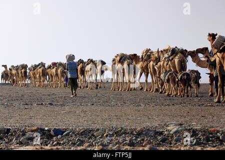L'ÉTHIOPIE, DANAKIL-MARS 28 : conduire les éleveurs Afar dromadaire et donkey caravanes de Hamed Ale au lac Assale de charger des blocs de sel. Banque D'Images