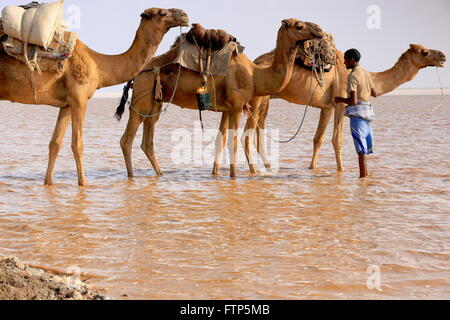 L'ÉTHIOPIE, DANAKIL-MARS 28 : herder Afar mène une caravane d'ânes et de dromadaires de Hamed Ale au lac Assale de charger des blocs de sel. Banque D'Images