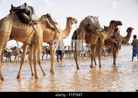 L'ÉTHIOPIE, DANAKIL-MARS 28 : herder Afar mène une caravane d'ânes et de dromadaires de Hamed Ale au lac Assale de charger des blocs de sel. Banque D'Images