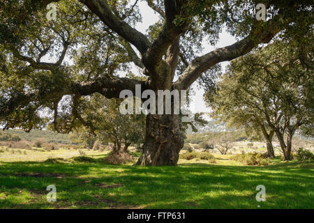 Grand chêne-liège, Quercus suber, dans le Parc Naturel de Grazalema reseve. L'Andalousie, espagne. Banque D'Images