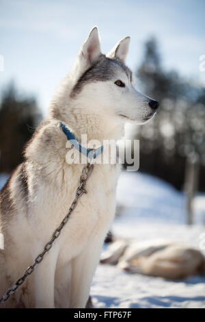 Passez du temps à l'extérieur des Huskies en Laponie, Finlande