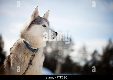 Passez du temps à l'extérieur des Huskies en Laponie, Finlande