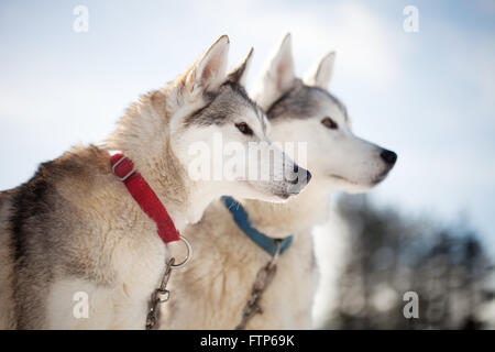 Passez du temps à l'extérieur des Huskies en Laponie, Finlande