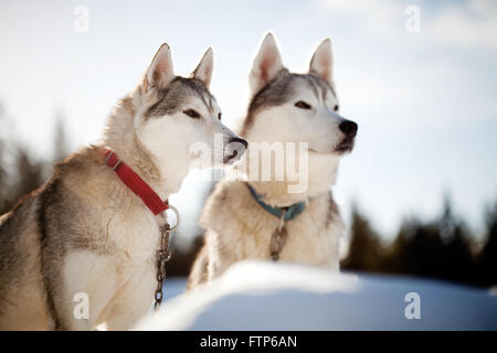 Passez du temps à l'extérieur des Huskies en Laponie, Finlande