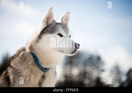 Passez du temps à l'extérieur des Huskies en Laponie, Finlande