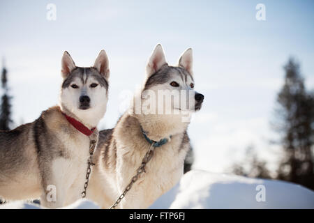 Passez du temps à l'extérieur des Huskies en Laponie, Finlande