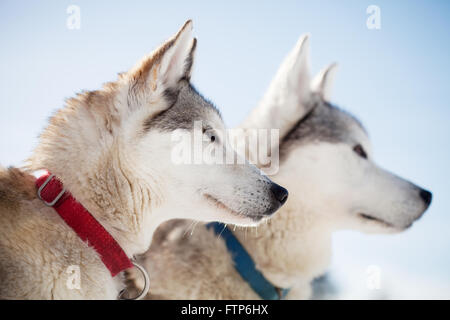 Passez du temps à l'extérieur des Huskies en Laponie, Finlande