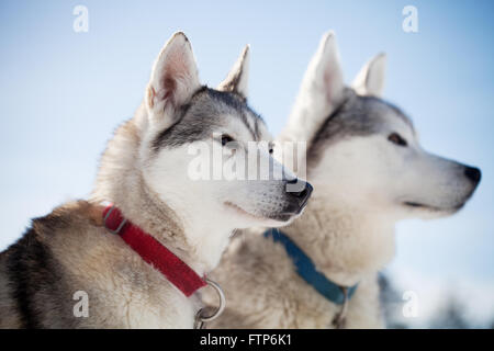 Passez du temps à l'extérieur des Huskies en Laponie, Finlande