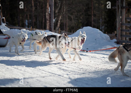 Passez du temps à l'extérieur des Huskies en Laponie, Finlande