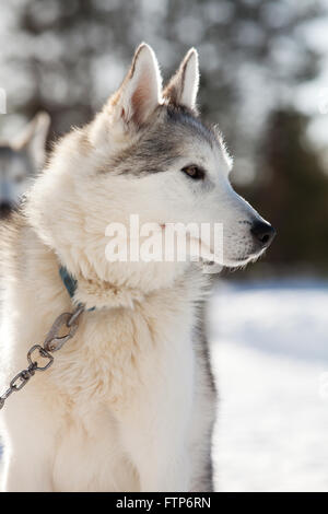 Passez du temps à l'extérieur des Huskies en Laponie, Finlande