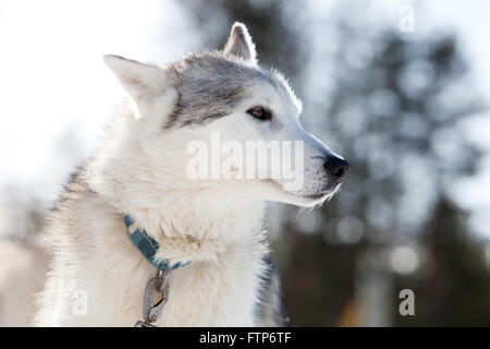 Passez du temps à l'extérieur des Huskies en Laponie, Finlande