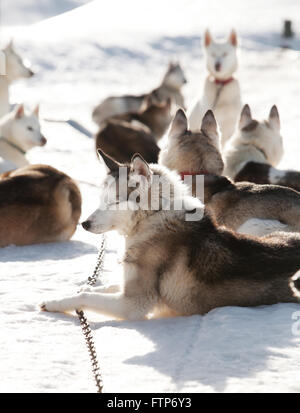 Passez du temps à l'extérieur des Huskies en Laponie, Finlande