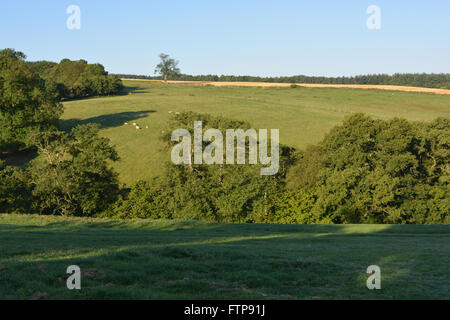 Tôt le matin, vue sur les Howardian Hills près du village de Gilling est à la fin de l'été. Ryedale District, N.Yorkshire, Angleterre Banque D'Images