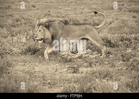 Homme lion, zone de conservation de Ngorongoro (Tanzanie), Ndutu Banque D'Images