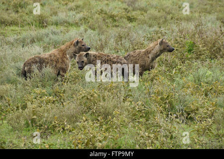 Hyènes, zone de conservation de Ngorongoro (Tanzanie), Ndutu Banque D'Images