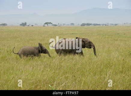Deux éléphanteaux, course et le Parc National de Serengeti, Tanzanie Banque D'Images