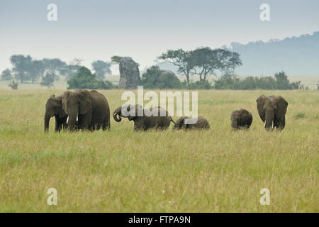 Les éléphants femelles et veaux le pâturage, le Parc National du Serengeti, Tanzanie Banque D'Images