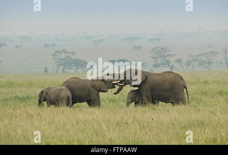 Les éléphants (socialisation) avec les veaux, le Parc National du Serengeti, Tanzanie Banque D'Images