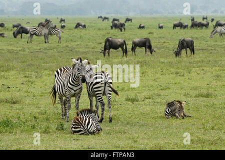 Les zèbres communs (avec les poulains) et des gnous, le cratère du Ngorongoro, en Tanzanie Banque D'Images