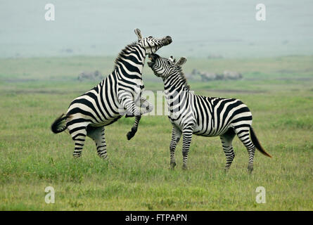 Burchell (commun, plaines) zebra etalons combats, le cratère du Ngorongoro, en Tanzanie Banque D'Images