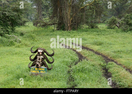 Buffle crânes et une piste boueuse dans la forêt de Lerai, Cratère du Ngorongoro, Tanzanie Banque D'Images