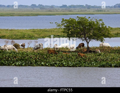 Le pâturage du bétail sur les rives du fleuve Paraguay dans proximifdades Corumba Banque D'Images