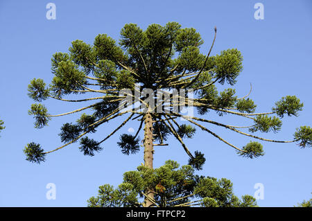 - Araucaria Araucaria angustifolia dans le Parc National des Montagnes de Bocaino Banque D'Images