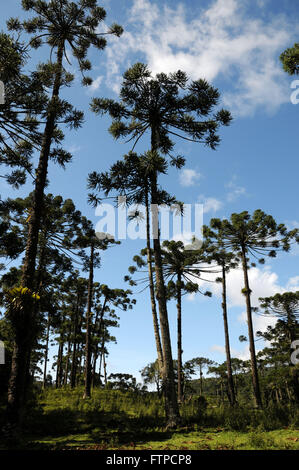 - Araucaria Araucaria angustifolia dans le Parc National des Montagnes de Bocaino Banque D'Images