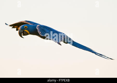 Grand - Anodorhynchus hyacinthinus ara - voler dans le Pantanal Banque D'Images