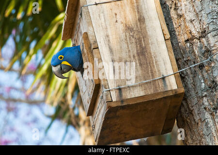 Grand - Anodorhynchus hyacinthinus ara - nid artificiel dans le Pantanal Banque D'Images