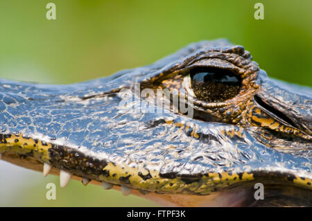 Jacare le marais en Sud Pantanal - Caiman crocodilus yacare Banque D'Images