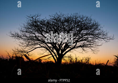 Arbre à Lever coucher dans le Pantanal Sud Banque D'Images