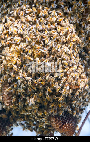 Ruche d'abeilles domestiques en Afrique du Pantanal Banque D'Images