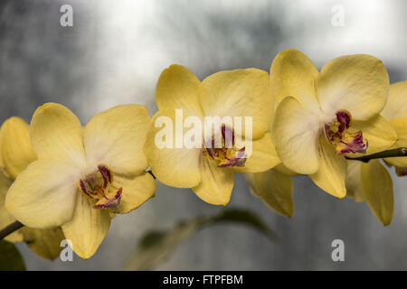 Le Orquidea Orchidées Ruth Cardoso Villa Lobos Park Banque D'Images