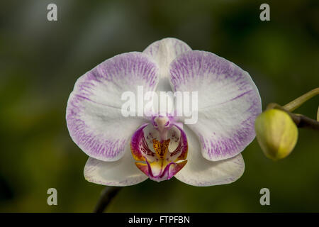 Le Orquidea Orchidées Ruth Cardoso Villa Lobos Park Banque D'Images