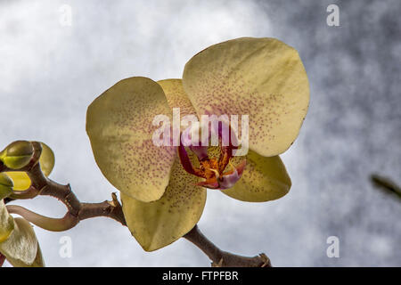 Le Orquidea Orchidées Ruth Cardoso Villa Lobos Park Banque D'Images