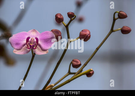 Le Orquidea Orchidées Ruth Cardoso Villa Lobos Park Banque D'Images