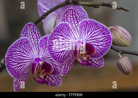 Le Orquidea Orchidées Ruth Cardoso Villa Lobos Park Banque D'Images