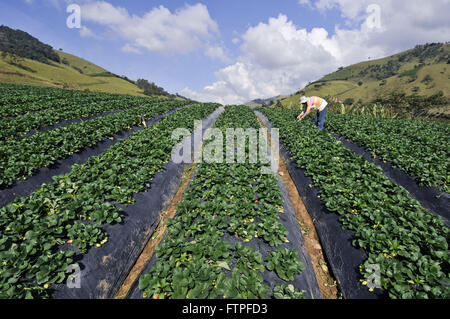 Plantation de fraises dans la ville rurale d'Arrimage - région sud de Minas Gerais Banque D'Images
