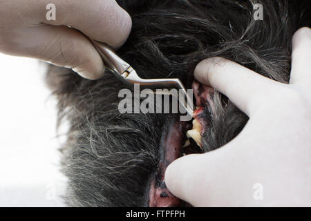 Le vétérinaire vérifie les dents du chien sous anesthésie. Banque D'Images