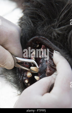 Le vétérinaire est le nettoyage des dents du chien sous anesthésie. Banque D'Images