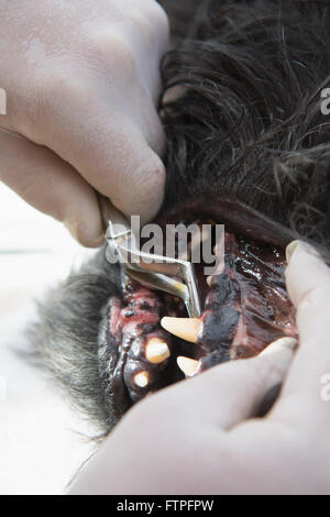 Le vétérinaire est le nettoyage des dents de la Big Black Dog Schnauzer sous anesthésie. Banque D'Images