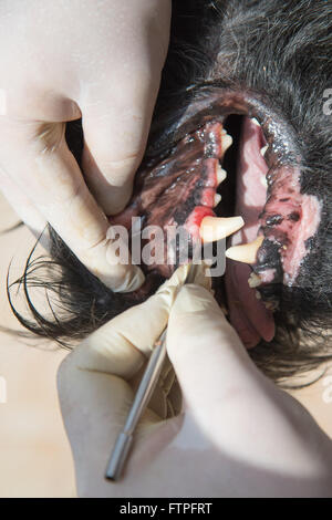 Le vétérinaire est le traitement de la gingivite dans la bouche ouverte de la Big Black Dog Schnauzer sous anesthésie. Banque D'Images